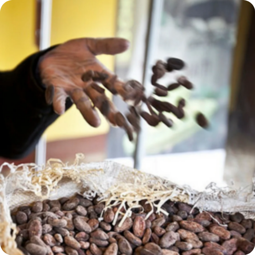 person tossing cocoa beans